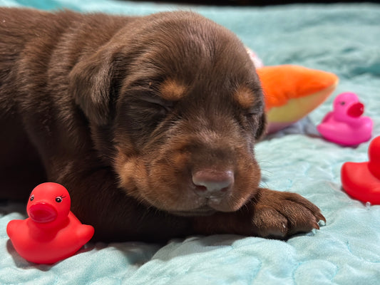 Female EUROPEAN DOBERMAN PINSCHER PUPPY Red and Rust