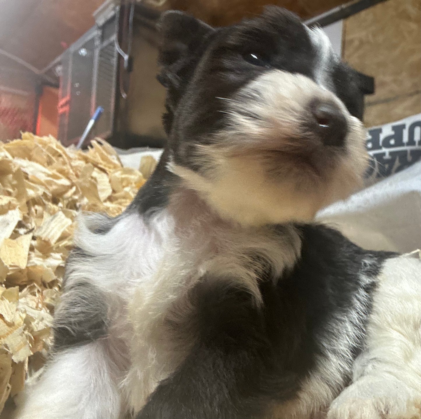 Miniature Schnauzer- Liver n white parti Female