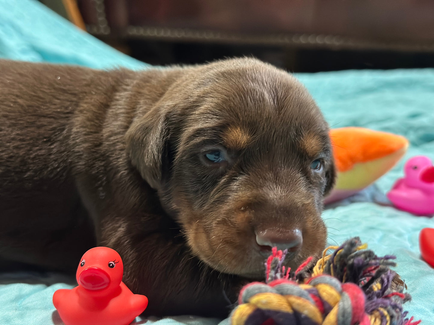 Female EUROPEAN DOBERMAN PINSCHER PUPPY Red and Rust