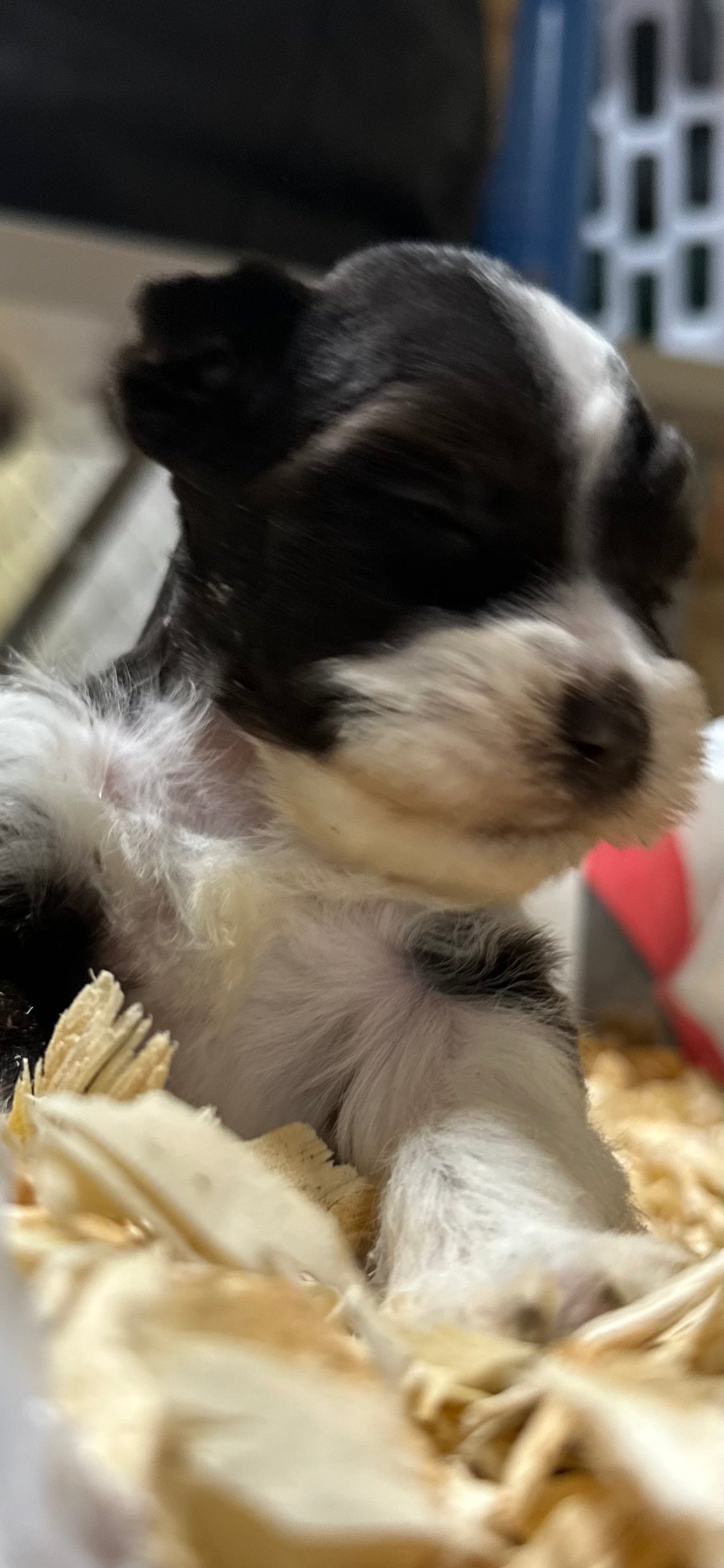 Miniature Schnauzer- Liver n white parti Female