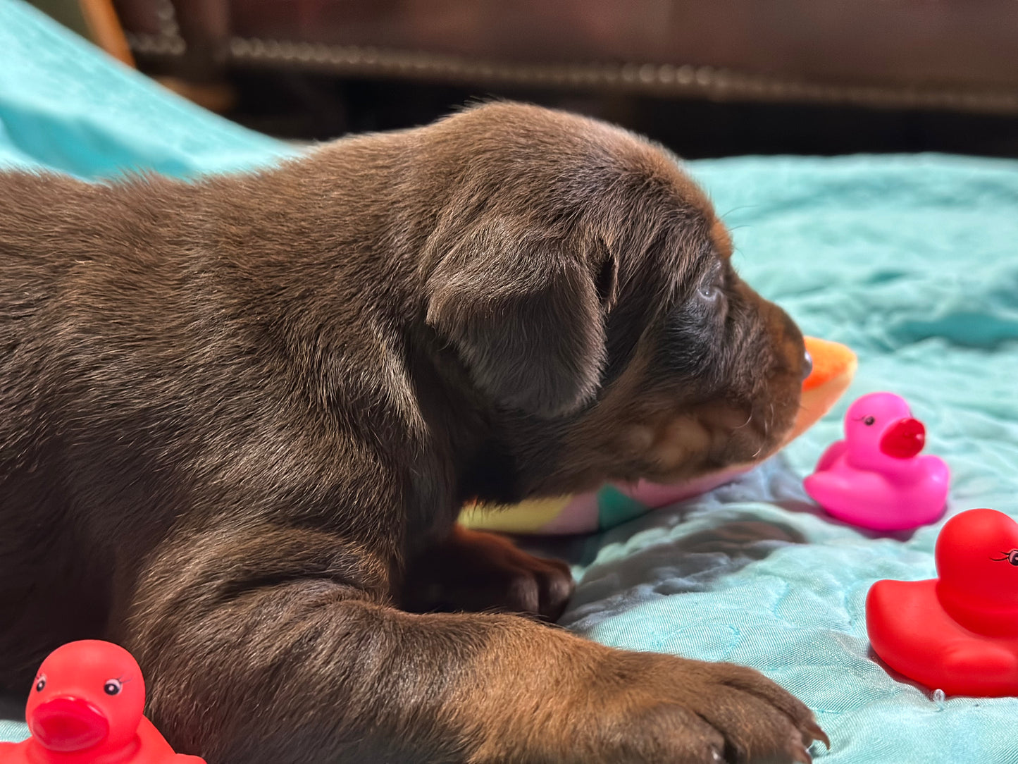 Female EUROPEAN DOBERMAN PINSCHER PUPPY Red and Rust