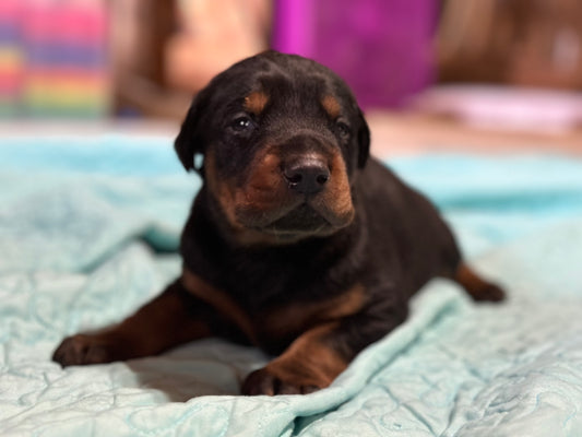 Male EUROPEAN DOBERMAN PINSCHER PUPPY Black and Rust