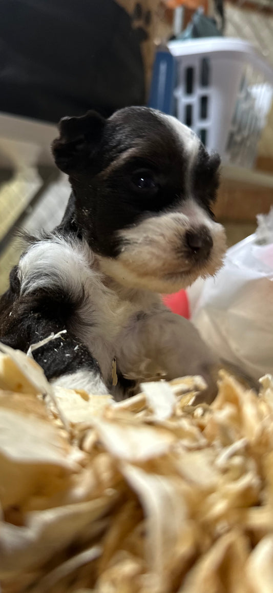 Miniature Schnauzer- Liver n white parti Female