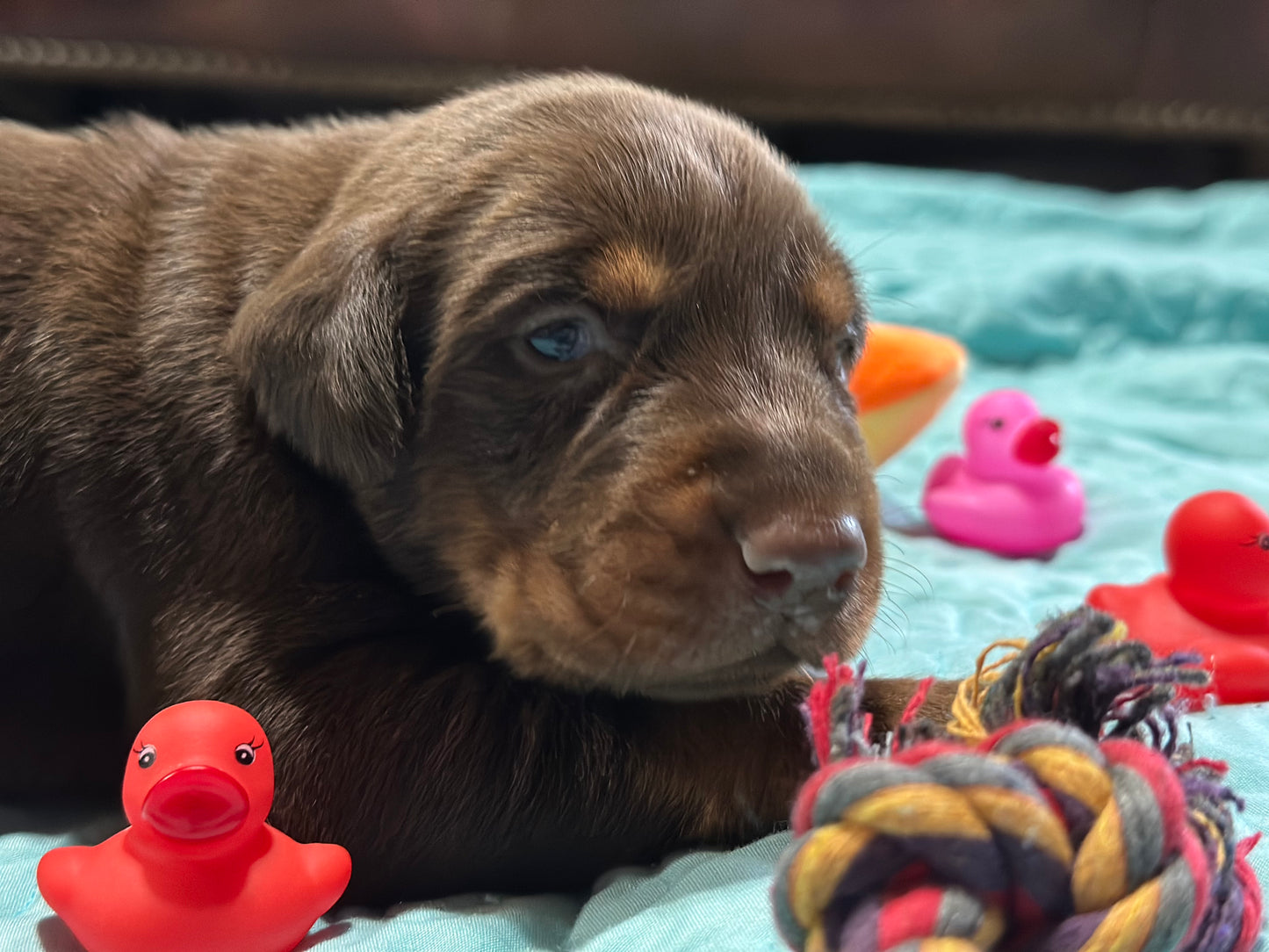 Female EUROPEAN DOBERMAN PINSCHER PUPPY Red and Rust