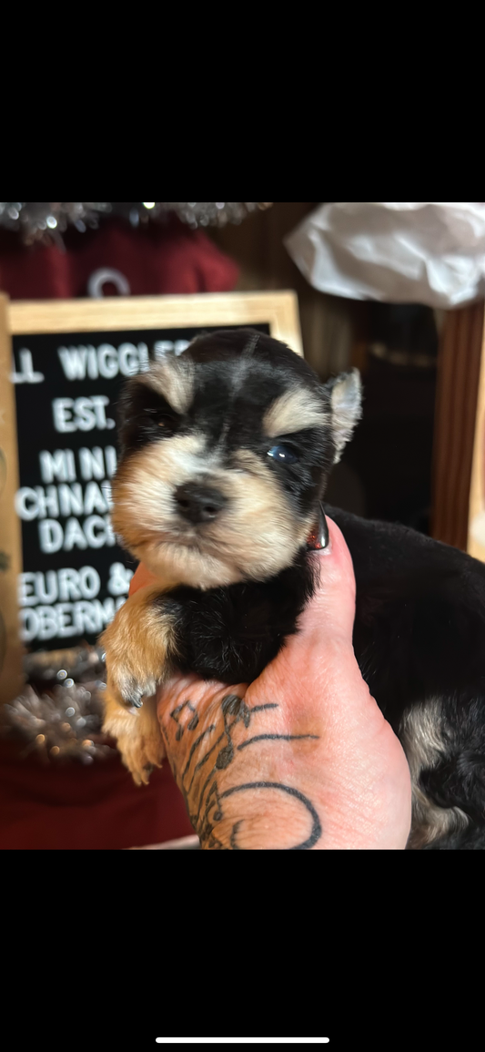 Miniature Schnauzer- Black n Silver w Tan Phantom Male # 01 smallest boy