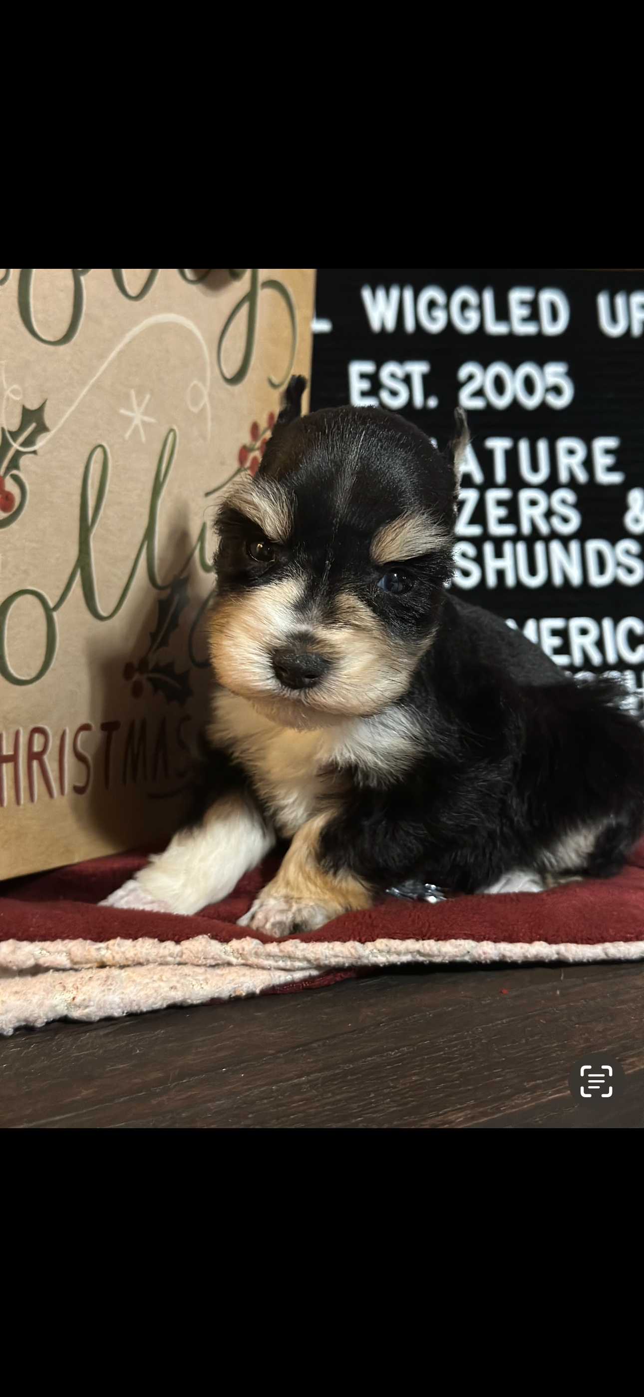 Miniature Schnauzer- Black n Silver w Tan Phantom Male # 01 smallest boy