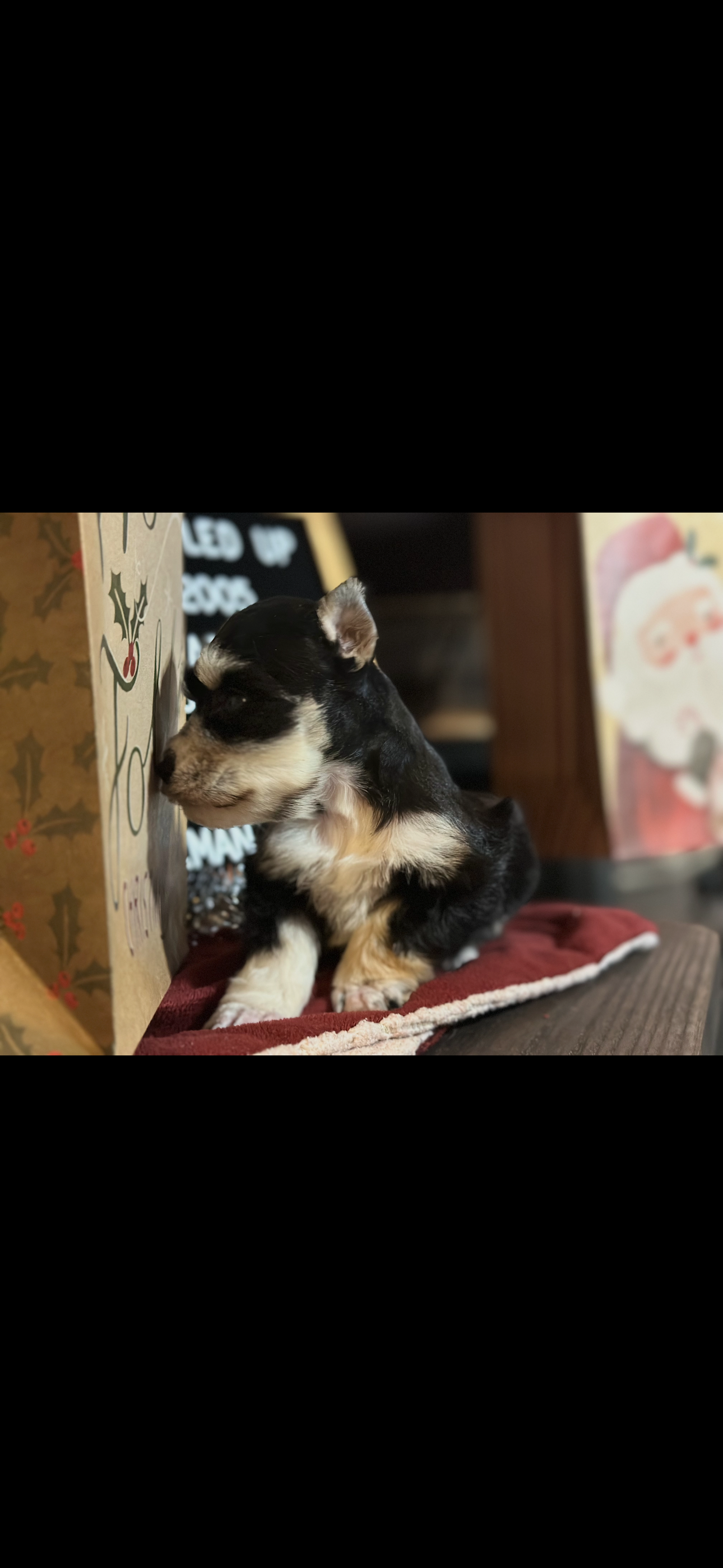 Miniature Schnauzer- Black n Silver w Tan Phantom Male # 01 smallest boy