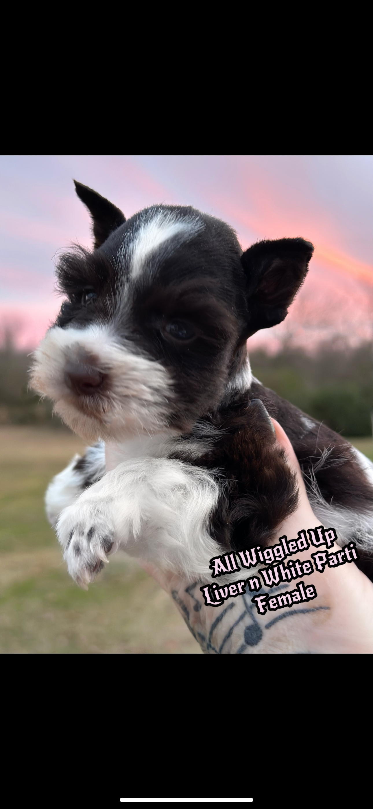 Liver n White Parti Female Miniature Schnauzer