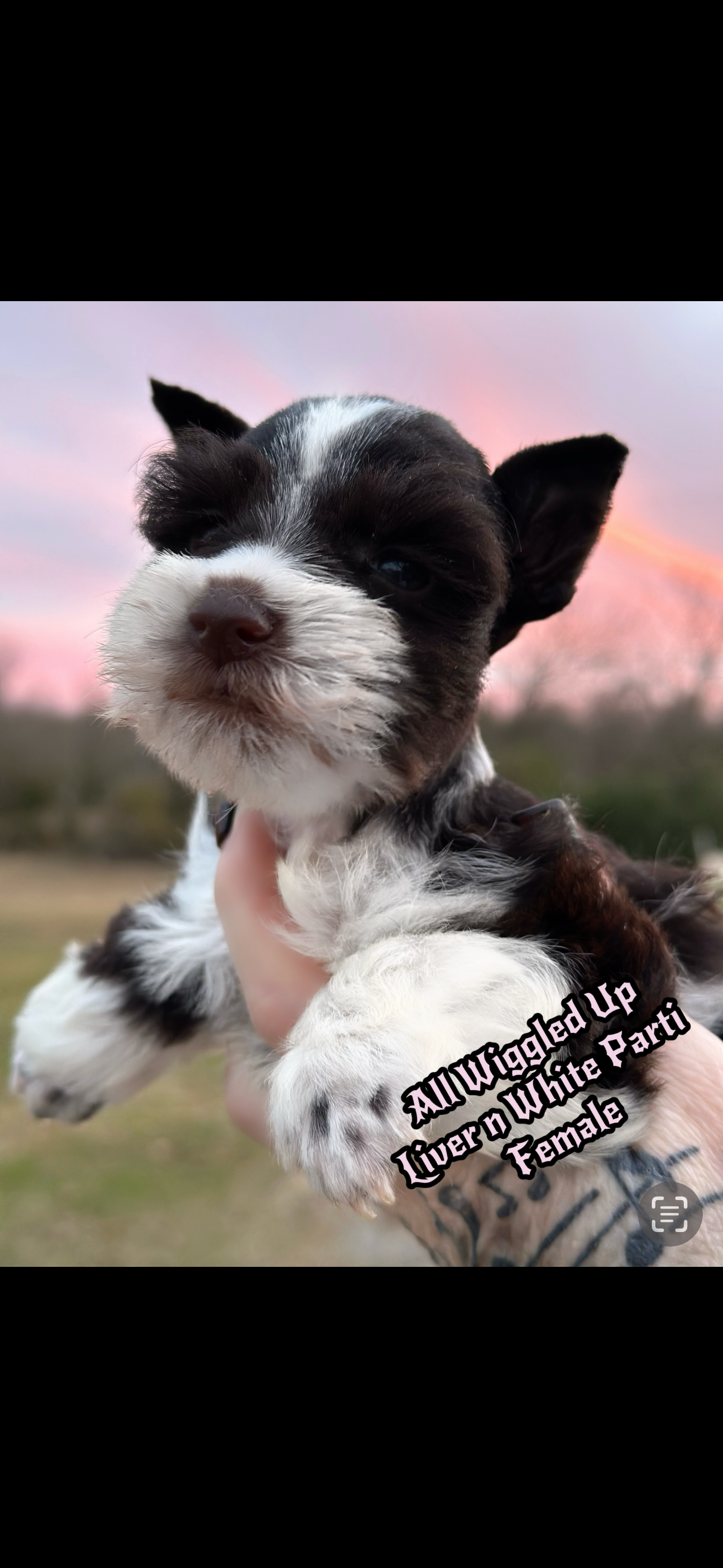 Liver n White Parti Female Miniature Schnauzer