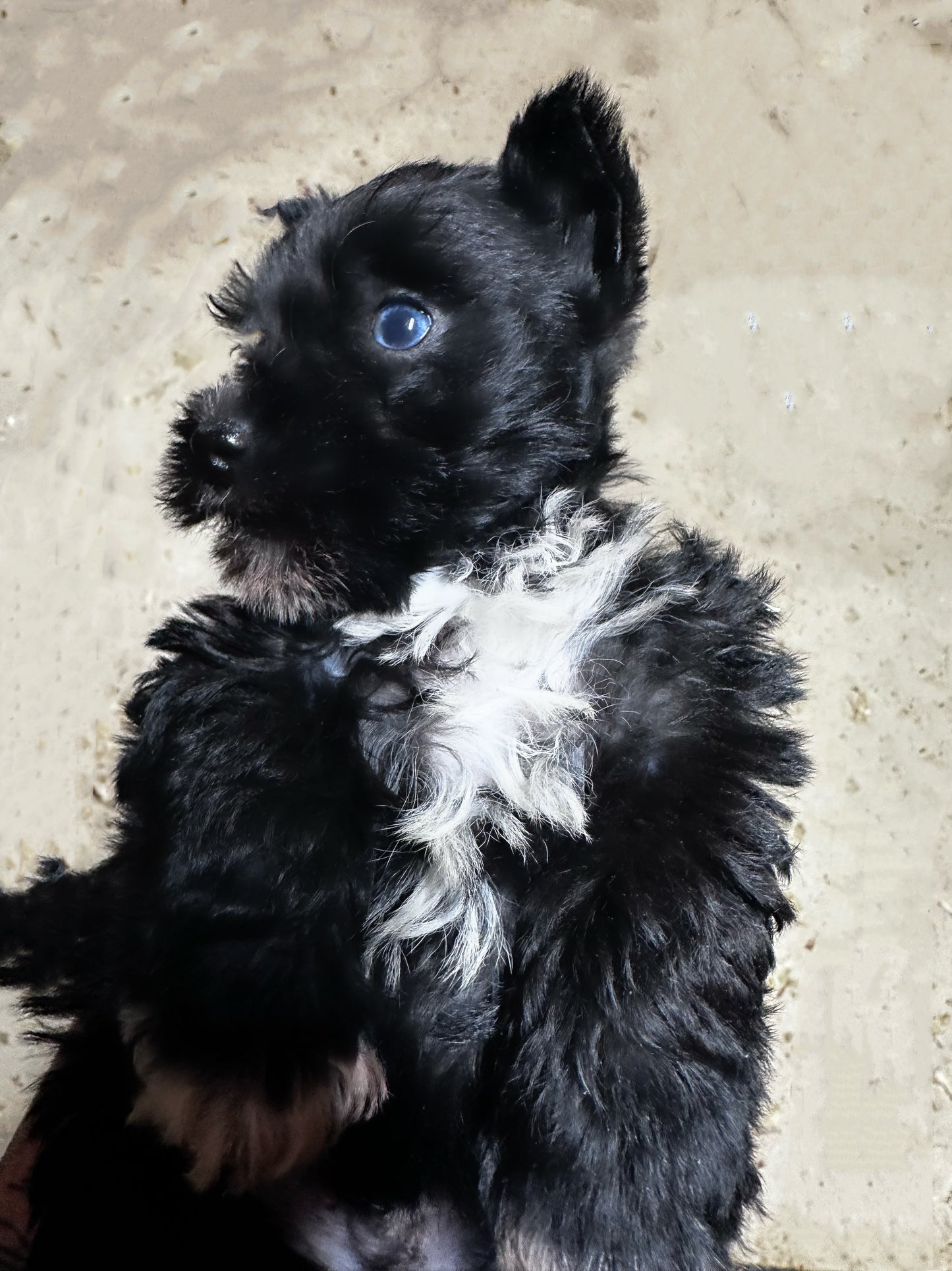 Blk male mini schnauzer