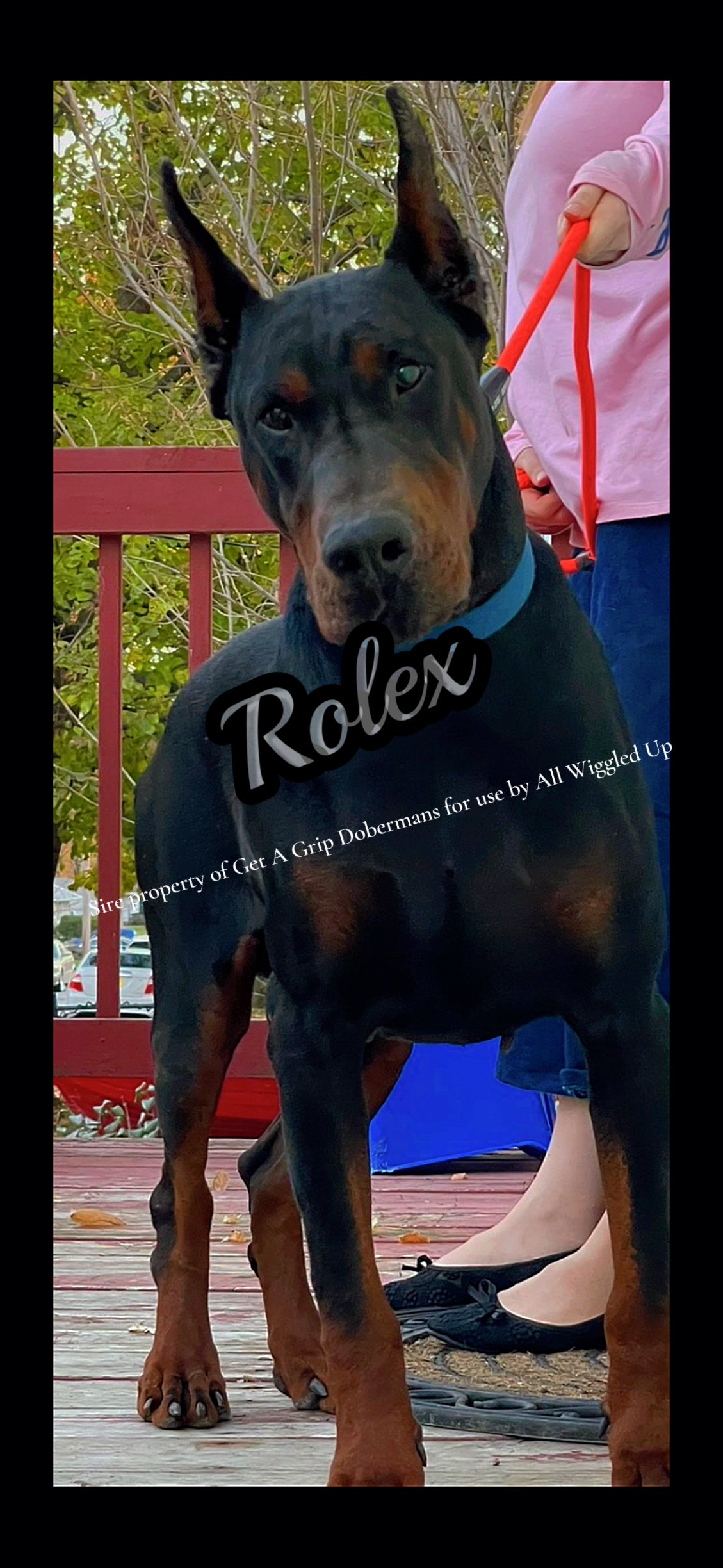 AKC Championship Black n Rust Female Doberman Pinscher