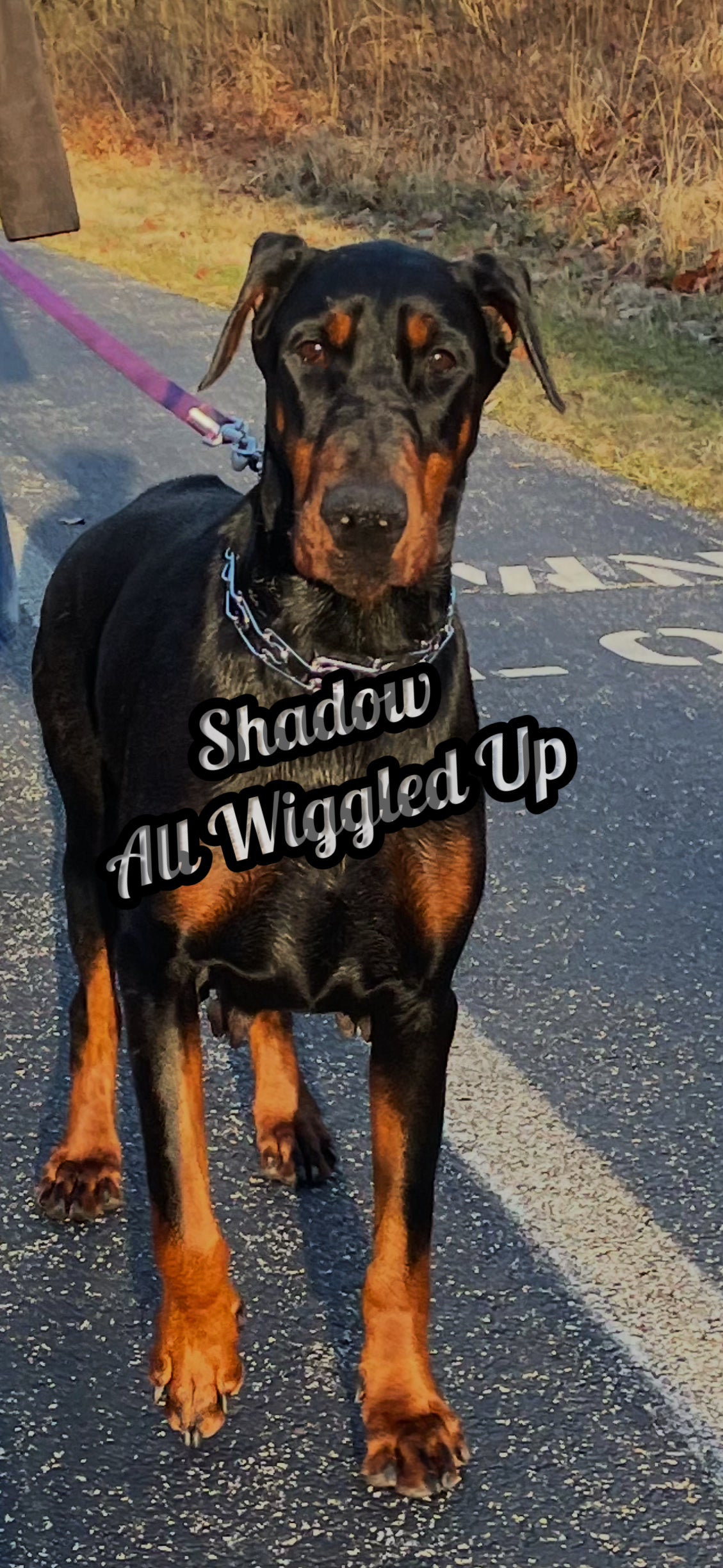 AKC Championship Black n Rust Female Doberman Pinscher