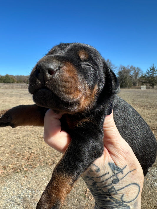 AKC Championship Black n Rust Female Doberman Pinscher