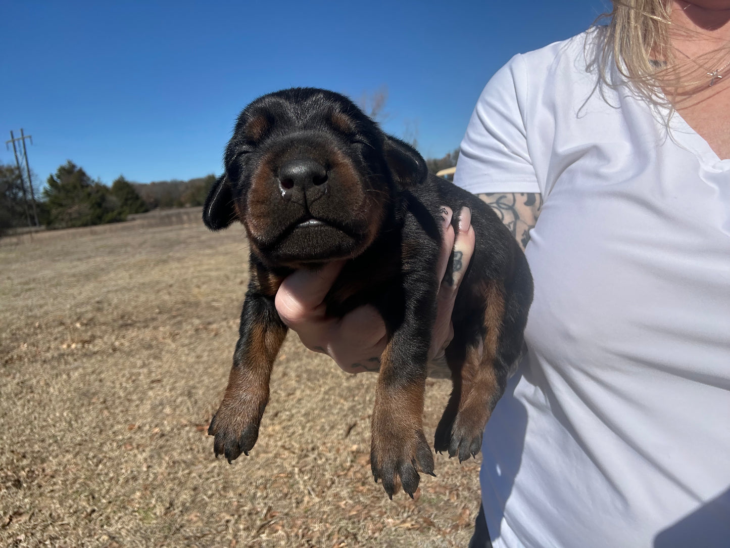 AKC Championship Black n Rust Female Doberman Pinscher