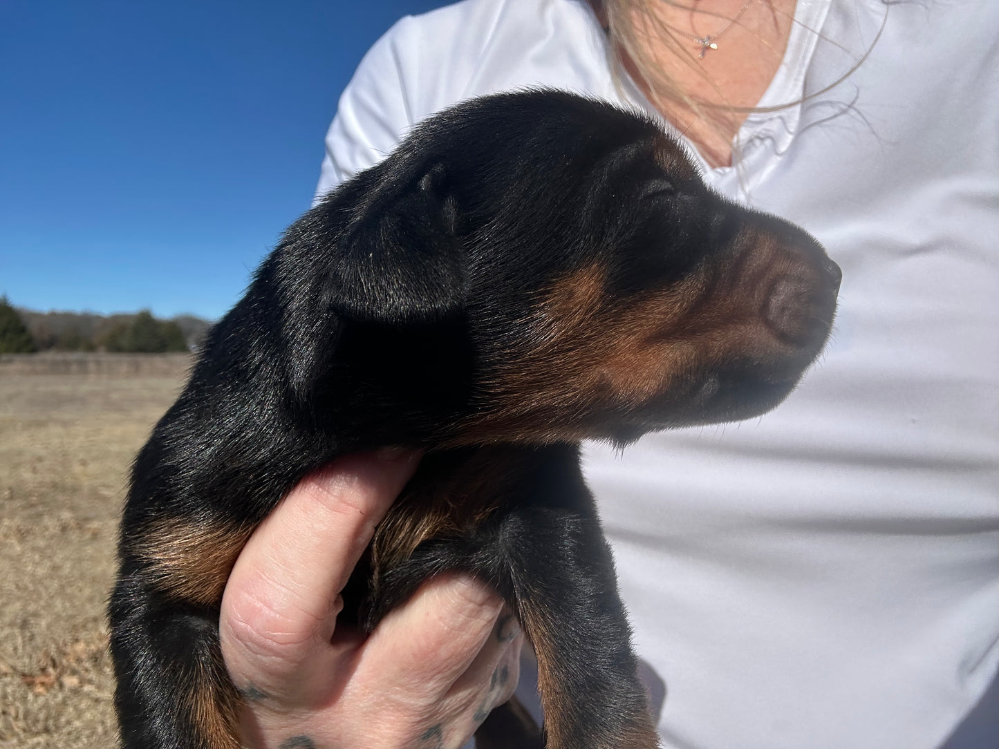 AKC Championship Black n Rust Female Doberman Pinscher