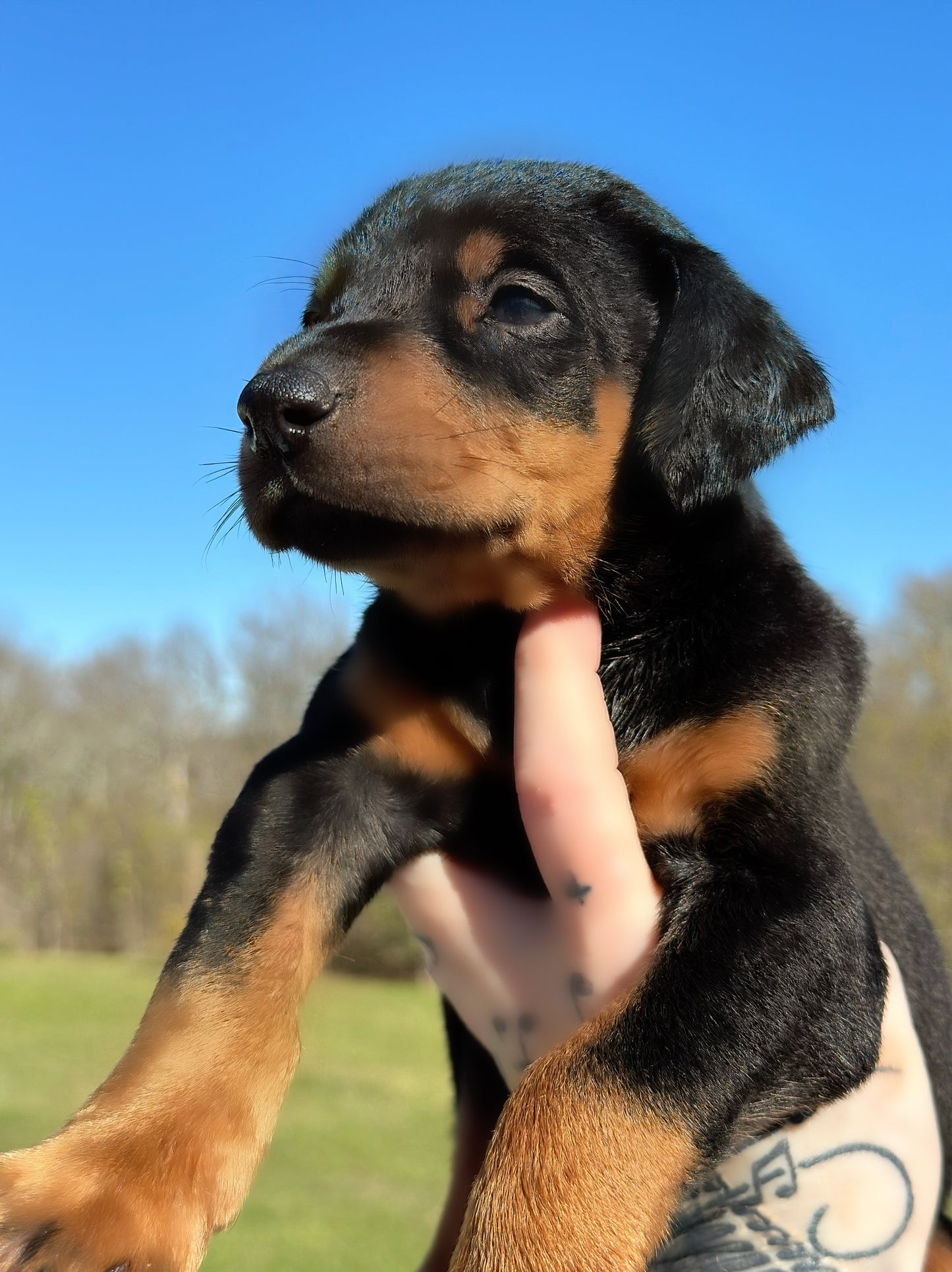 Female AMERICAN DOBERMAN PINSCHER PUPPY Black and Rust