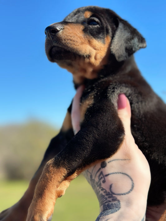 Female AMERICAN DOBERMAN PINSCHER PUPPY Black and Rust