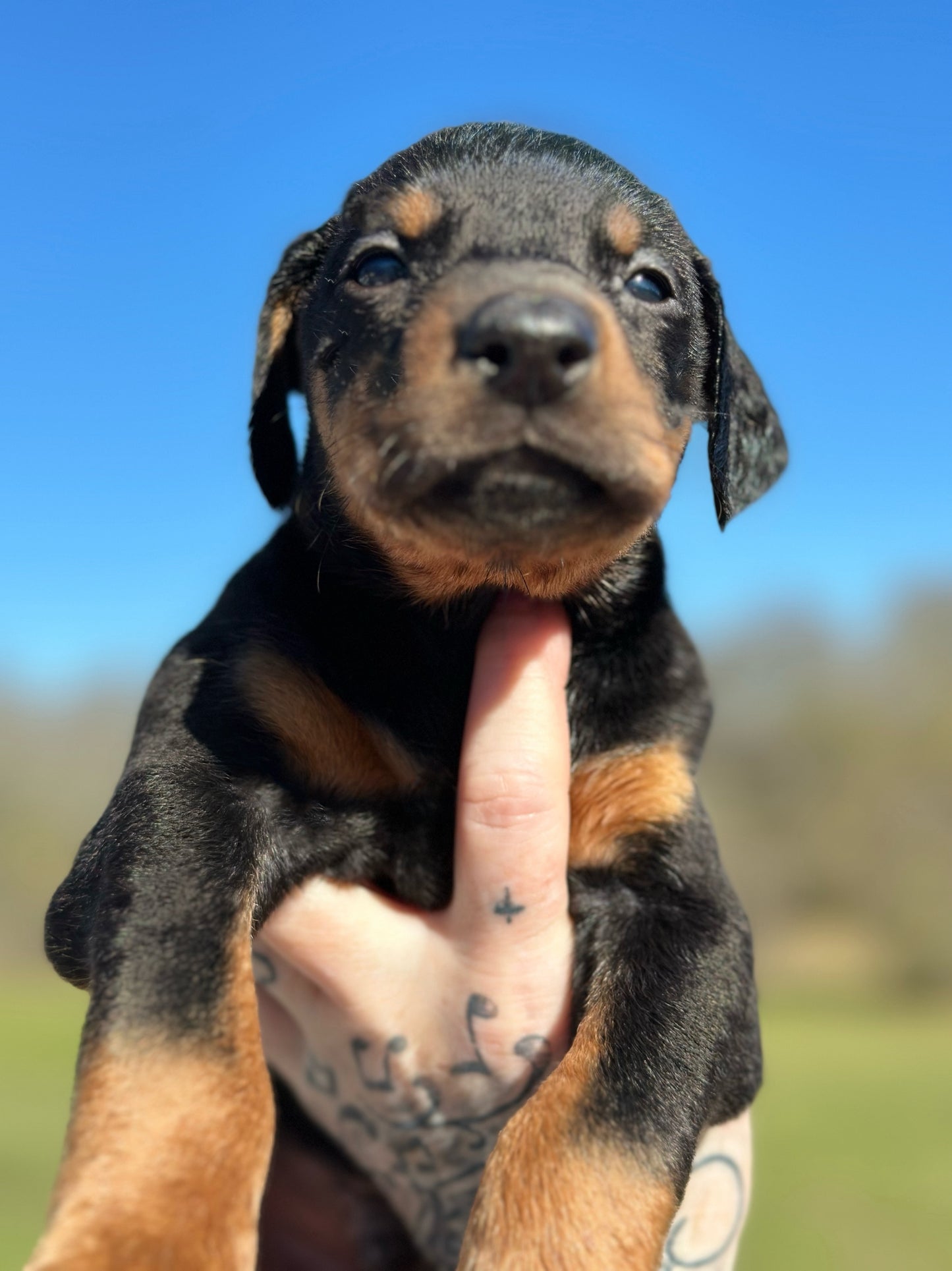 Female AMERICAN DOBERMAN PINSCHER PUPPY Black and Rust