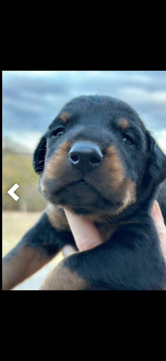 Male (Blue Collar) AMERICAN DOBERMAN PINSCHER PUPPY Black and Rust