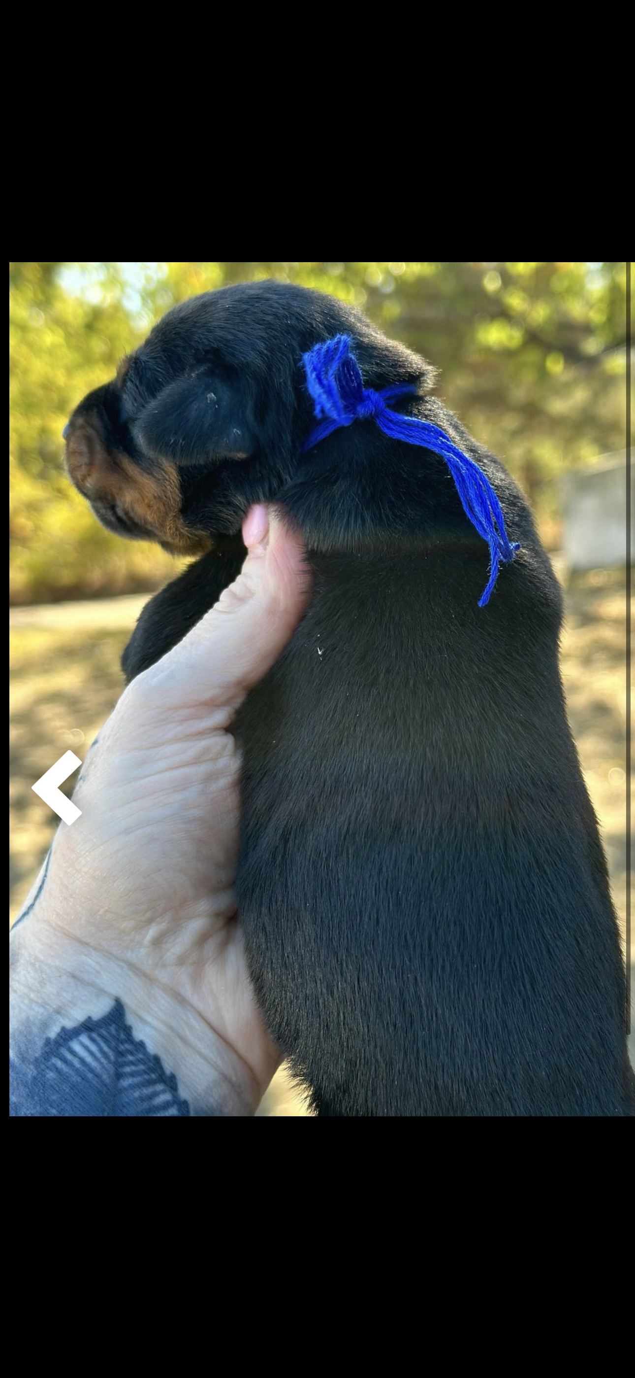 Male (Blue Collar) AMERICAN DOBERMAN PINSCHER PUPPY Black and Rust