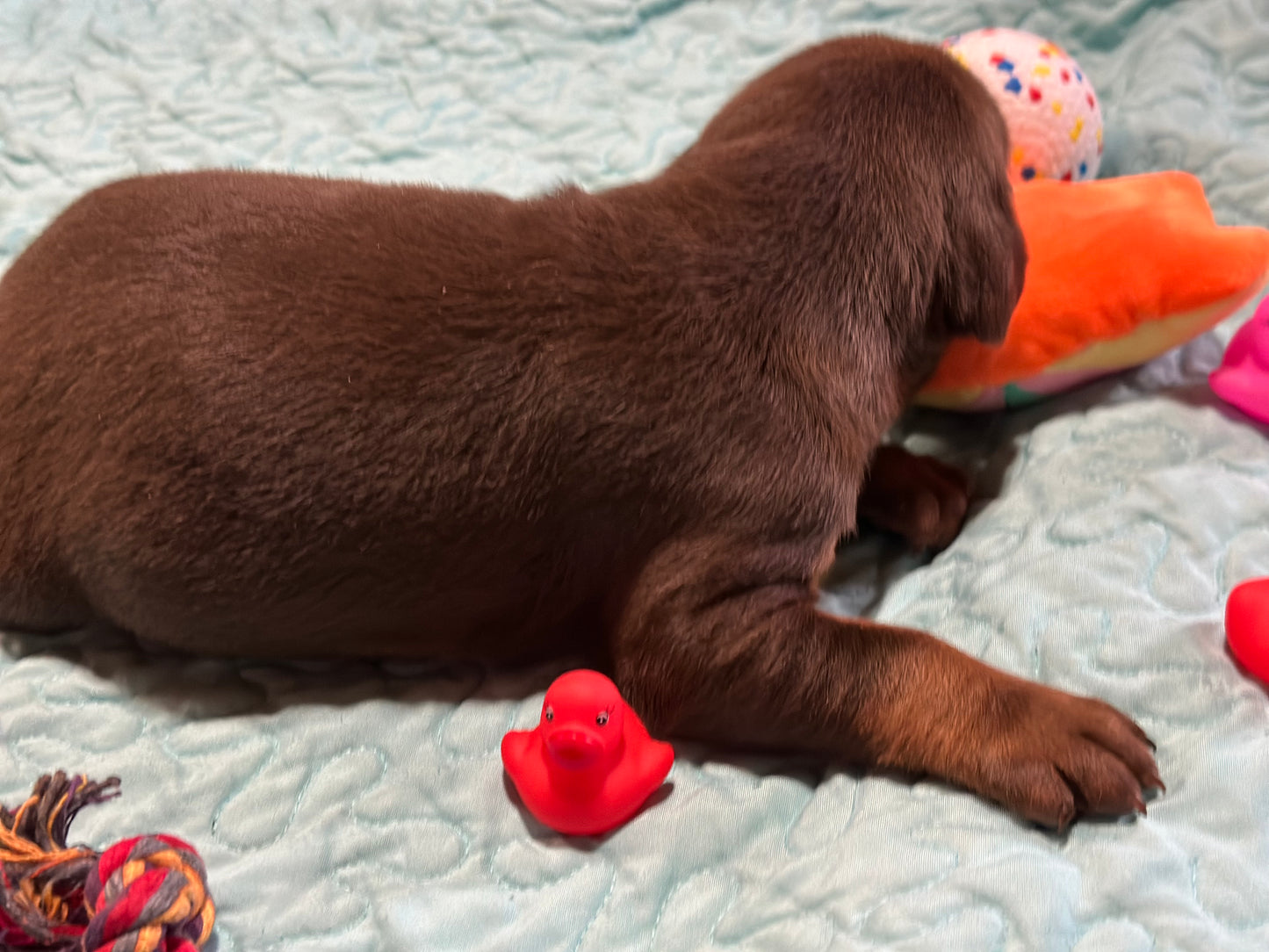 Female EUROPEAN DOBERMAN PINSCHER PUPPY Red and Rust