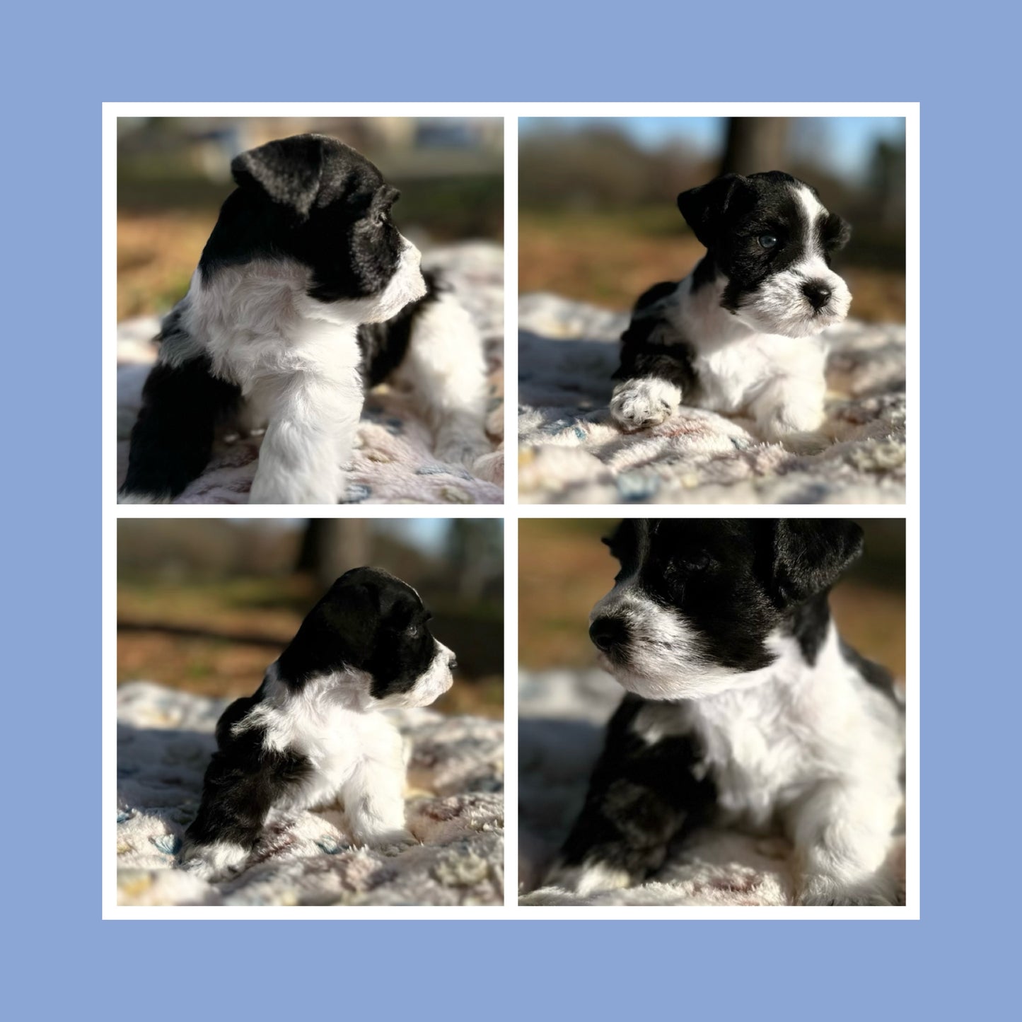 Miniature Schnauzer- black n white parti male (blue eyes)