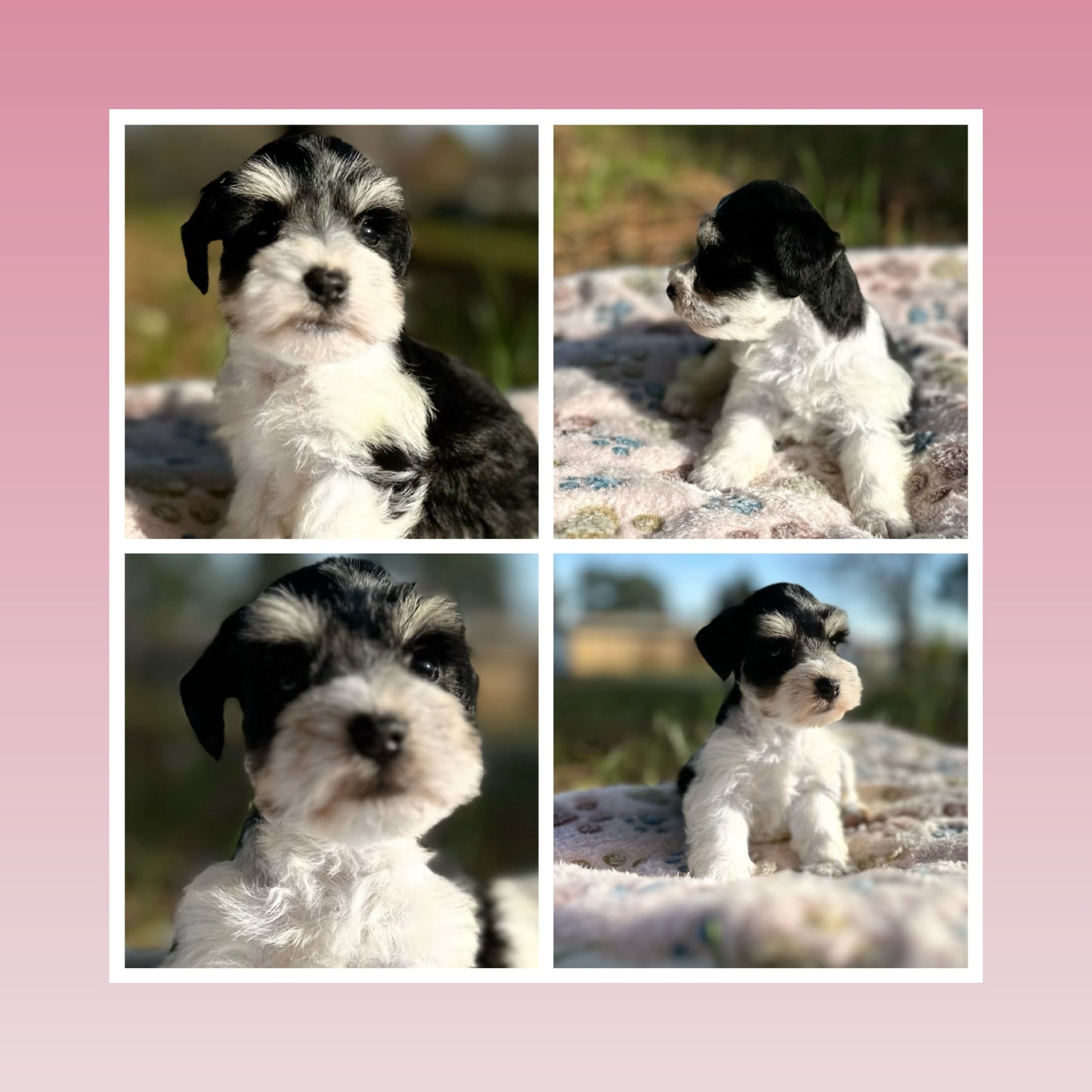 Miniature Schnauzer-Black n White Parti Girl